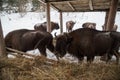 European bison, zubr