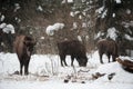 European bison, zubr