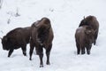 European bison, zubr