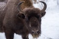 European bison, zubr