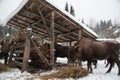 European bison, zubr