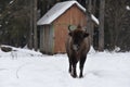 European bison, zubr