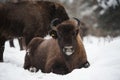 European bison, zubr