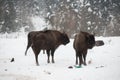 European bison, zubr