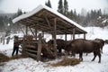 European bison, zubr