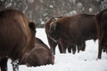 European bison, zubr