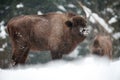 European bison, zubr