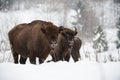 European bison, zubr