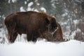 European bison, zubr