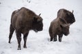 European bison, zubr