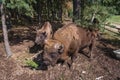 European bisons in Poland Royalty Free Stock Photo