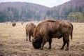 European bisons Royalty Free Stock Photo