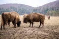 European bisons Royalty Free Stock Photo