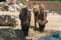 European Bisonte, Bison Bonasus Royalty Free Stock Photo