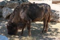 European Bisonte, Bison Bonasus Royalty Free Stock Photo