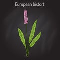 European Bistort Bistorta officinalis , or snakeweed, dragonwort, medicinal plant