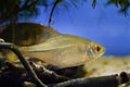 European bitterling male in spawning coloration, dwarf omnivore adult fish in coldwater temperate freshwater biotope aqua