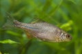 European bitterling, young specimen of wide-spread dwarf Cyprinidae species in spawning colors, freshwater temperate biotope