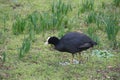 European black coots with huge legs look for food in the grass in Nieuwerkerk aan den Ijssel during the winter