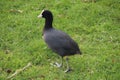 European black coots with huge legs look for food in the grass in Nieuwerkerk aan den Ijssel during the winter