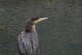 European black cormorant portrait looking right