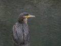 European black cormorant portrait looking right