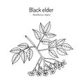 European black elderberry sambucus nigra , medicinal plant