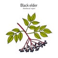 European black elderberry sambucus nigra , medicinal plant