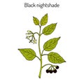 European black nightshade Solanum nigrum or duscle, garden huckleberry, petty morel, wonder berry, popolo