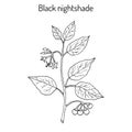 European black nightshade Solanum nigrum or duscle, garden huckleberry, petty morel, wonder berry, popolo