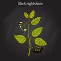 European black nightshade Solanum nigrum or duscle, garden huckleberry, petty morel, wonder berry, popolo