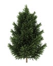 European black pine tree isolated on white