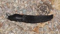 European black slug, arion arter