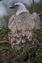 European Black Vulture - Aegypius monachus Royalty Free Stock Photo