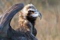 European Black Vulture (Aegypius Monachus) Royalty Free Stock Photo