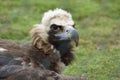 European Black Vulture - Aegypius monachus Royalty Free Stock Photo