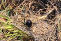 European black widow (Latrodectus tredecimguttatus), a spider sits in the grass in its nest