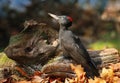 European black woodpecker Dryocopus martius female Royalty Free Stock Photo