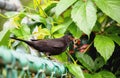 Blackbird standing on a gate  bringing food Royalty Free Stock Photo