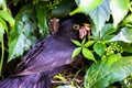 European Blackbird male bringing  earthworms Royalty Free Stock Photo