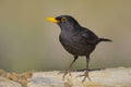 European blackbird - Melro preto - Turdus merula Royalty Free Stock Photo