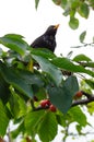 European Blackbird Turdus merula perched in cherry tree.
