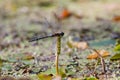 European Blue Emperor Dragonfly Anax imperator male, wildlife closeup photo Royalty Free Stock Photo