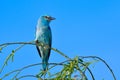 European blue roller on a branch