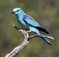 a european blue roller in spain Royalty Free Stock Photo