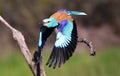 a european blue roller in spain Royalty Free Stock Photo