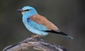 a european blue roller in spain Royalty Free Stock Photo