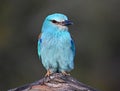 a european blue roller in spain Royalty Free Stock Photo