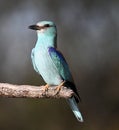 a european blue roller in spain Royalty Free Stock Photo
