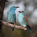 a european blue roller in spain Royalty Free Stock Photo